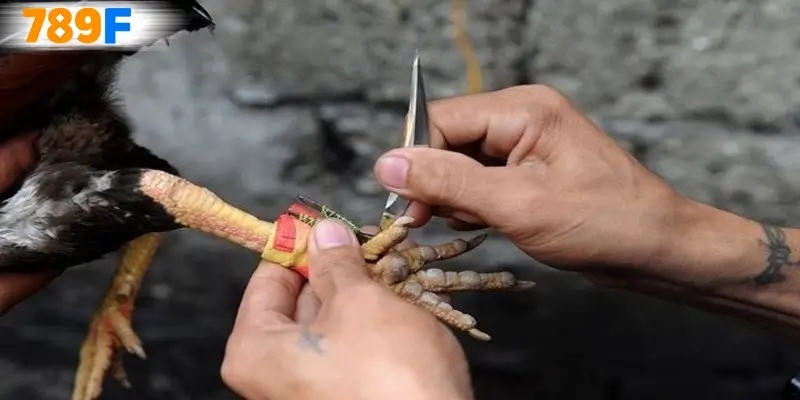 Đá gà cựa dao