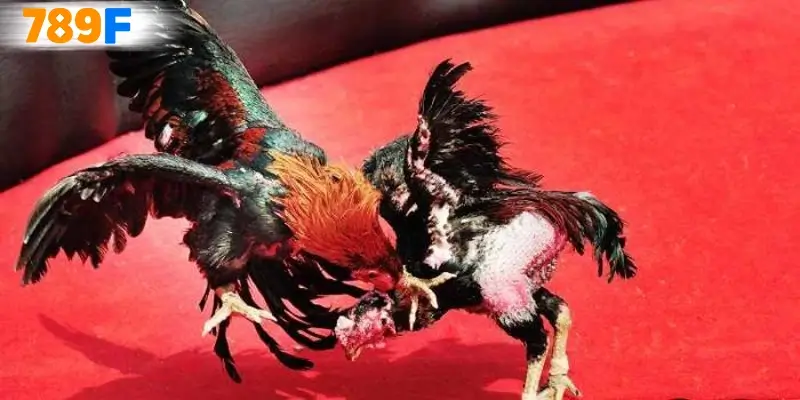 Hướng dẫn chơi đá gà C2 chi tiết
