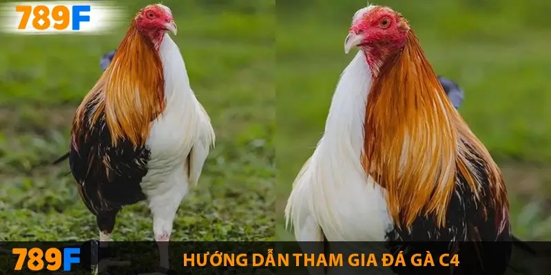 Hướng dẫn tham gia đá gà C4