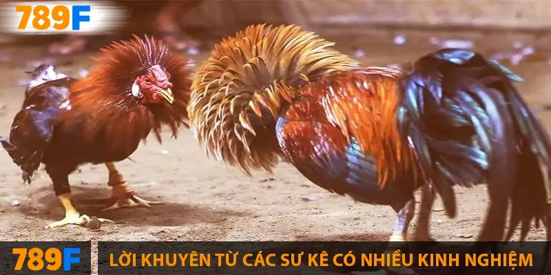 Lời khuyên từ các sư kê có nhiều kinh nghiệm