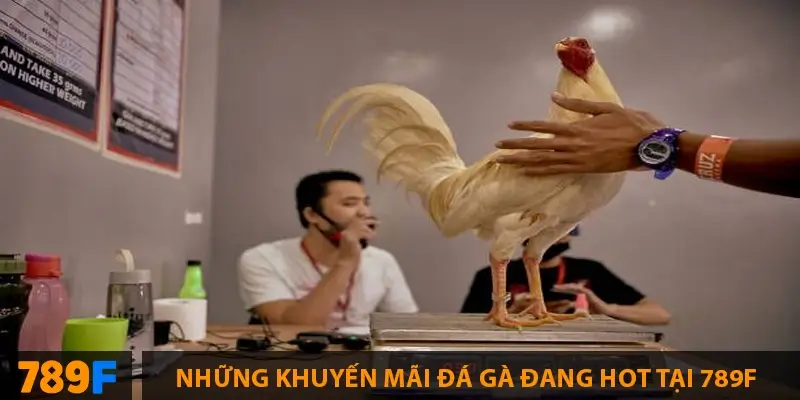 Những khuyến mãi đá gà đang hot tại 789F