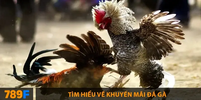 Tìm hiểu về khuyến mãi đá gà